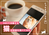 【#にゃんすたぐらむ】可愛い・癒しのSNSで活躍する猫の投稿を調べてみた