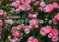 【5月が見頃！】春バラが綺麗な関東のおすすめバラ園7選（2024年）