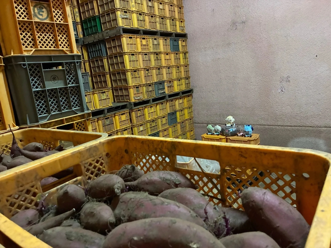 山積みのコンテナの中にサツマイモがたくさん入っている様子を写した写真。コンテナは黄色いプラスチック製で、サツマイモは紫色の皮をしている。背景には、コンテナがさらに積み重ねられており、壁には小さな置物が置かれている。