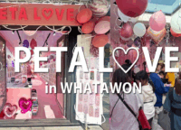 SNSで話題!シール専門店「PETA L♡VE」人気の秘密と次回の楽しみ方を徹底解説