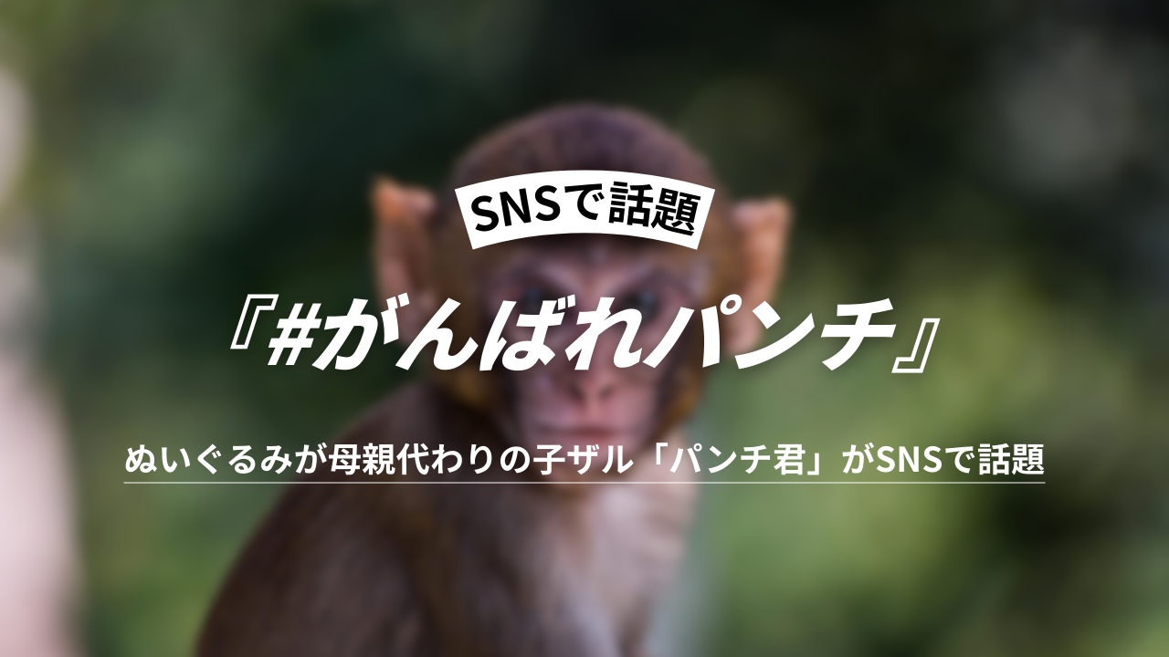 がんばれパンチ】ぬいぐるみが母親代わりの子ザル「パンチくん」がSNSで話題。国内外から来場者殺到 - カリスマめぐり | SNSマーケティング ...