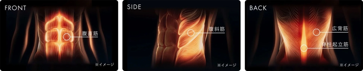 人体の筋肉の図解