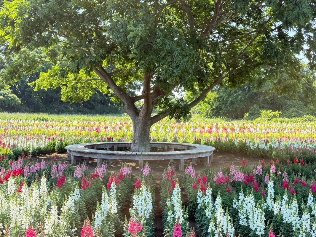 大きな木の下に咲く色とりどりの花の畑。木の周りには円形のベンチがあり、自然の中でリラックスできる空間を作り出している。