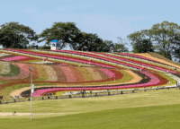 AIの夢が現実に！東京ドイツ村「いろどりの丘」で体験する13万株の絶景花畑ガイド