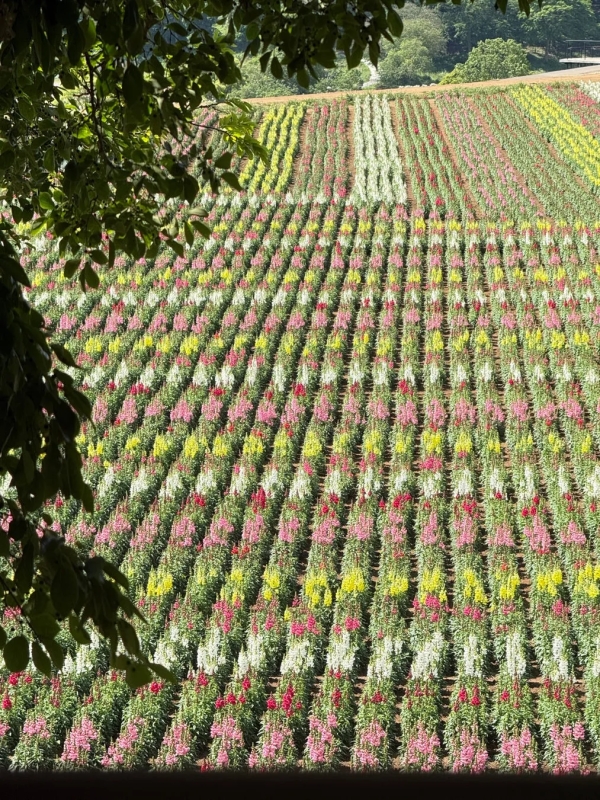 色とりどりの花が植えられた畑の俯瞰図。